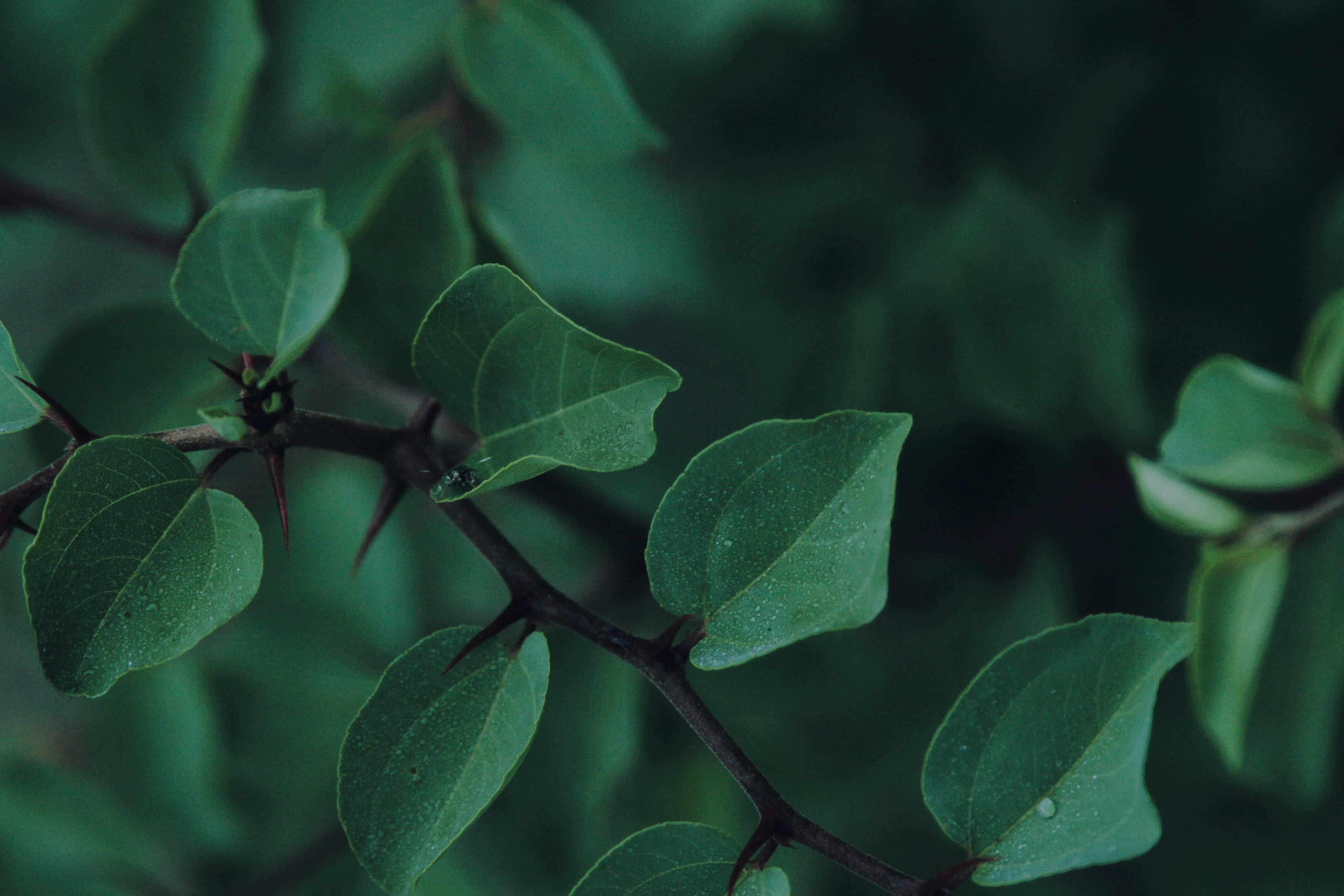 Photo by anna_tikhonova