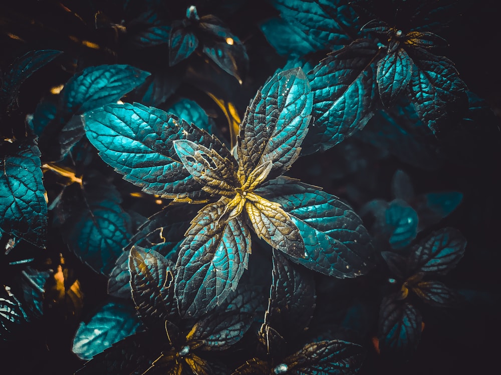 green leaves in close up photography