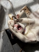 A cat lies on its back on a tiled floor, playfully engaged with a string and a small plush toy shaped like a mouse. The cat's mouth is open, possibly meowing or playfully attacking the toy.