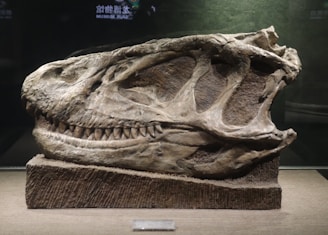 A large fossilized dinosaur skull is displayed on a textured base within a museum setting. The skull has prominent teeth and distinct bone structures visible. The background is dark, highlighting the details of the fossil.