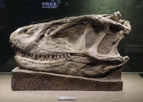 A large fossilized dinosaur skull is displayed on a textured base within a museum setting. The skull has prominent teeth and distinct bone structures visible. The background is dark, highlighting the details of the fossil.