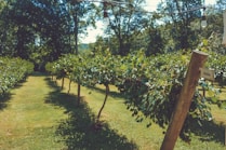 green leaf plant on brown soil