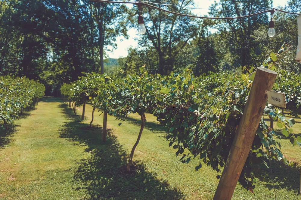 Plante à feuilles vertes sur sol brun