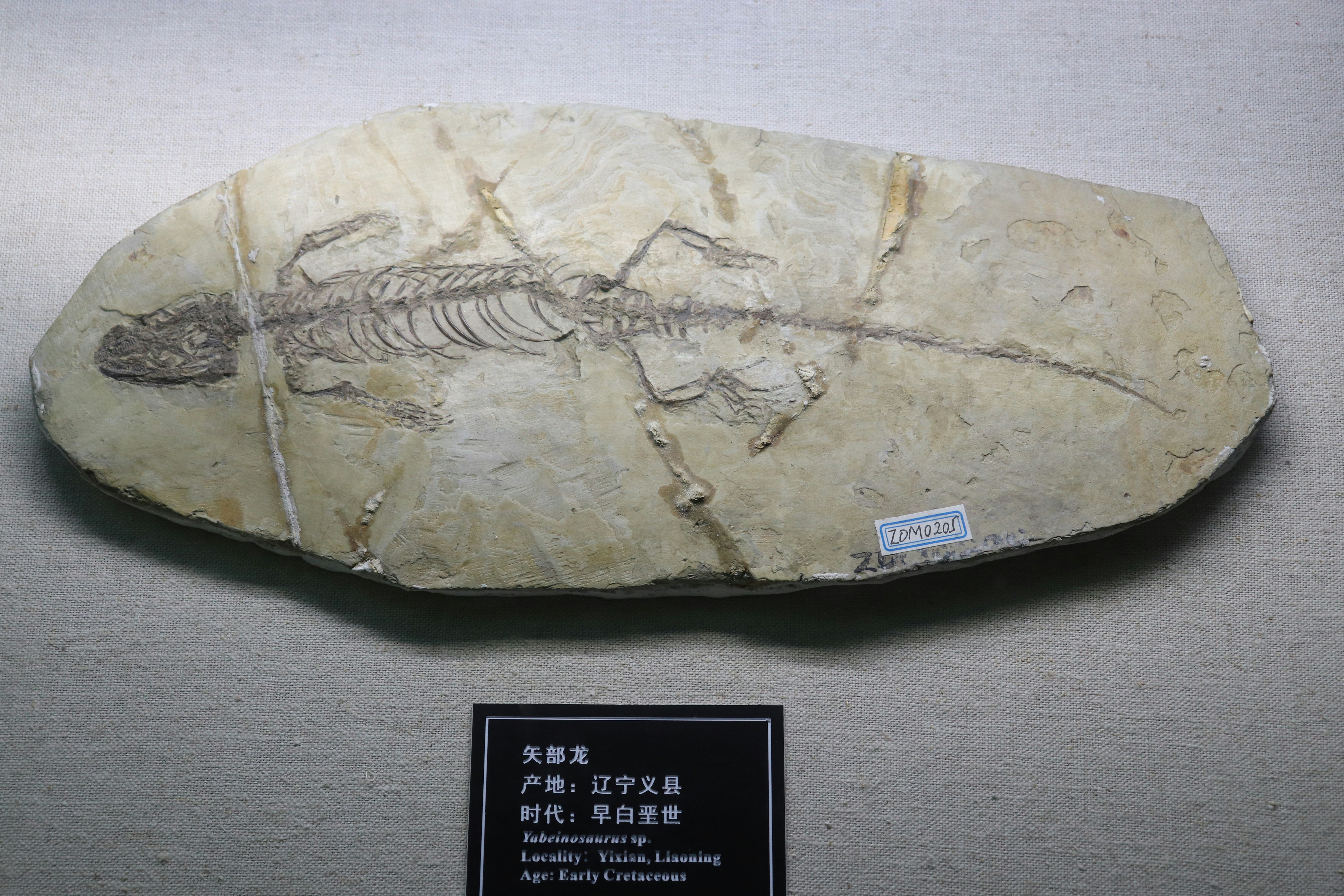 Michigan Fossils and Vintage Collectables