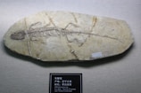 A fossilized skeleton of a prehistoric reptile embedded in a smooth, elongated rock slab, displayed against a textured backdrop. The fossil is well-preserved, showing clear outlines of the bones and structure. There is a small label with text beneath the lower edge of the fossil.