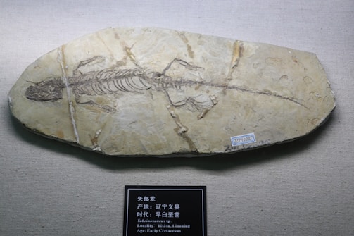 A beautifully preserved fossil embedded in rock.