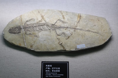 A fossilized skeleton of a prehistoric reptile embedded in a smooth, elongated rock slab, displayed against a textured backdrop. The fossil is well-preserved, showing clear outlines of the bones and structure. There is a small label with text beneath the lower edge of the fossil.