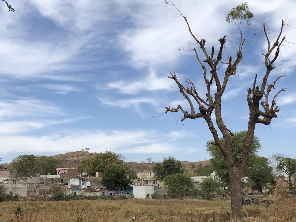 green trees under blue sky during daytime