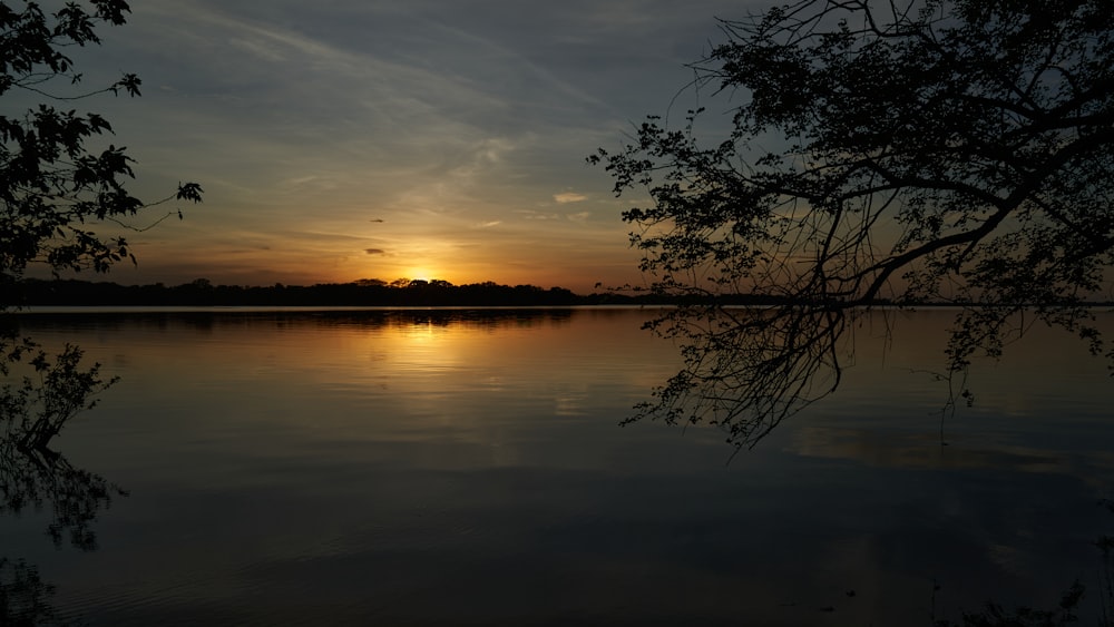 silhouette of trees near body of water during sunset