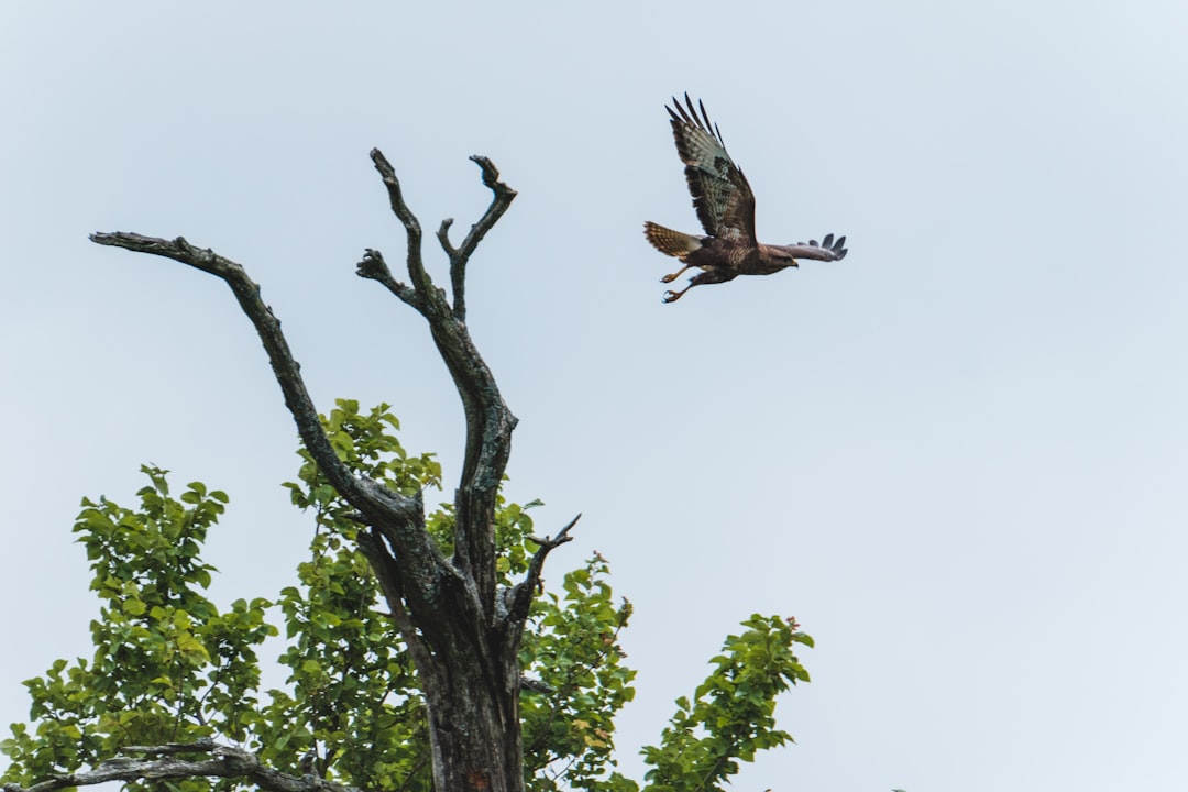 brown bird flying over green tree during daytime