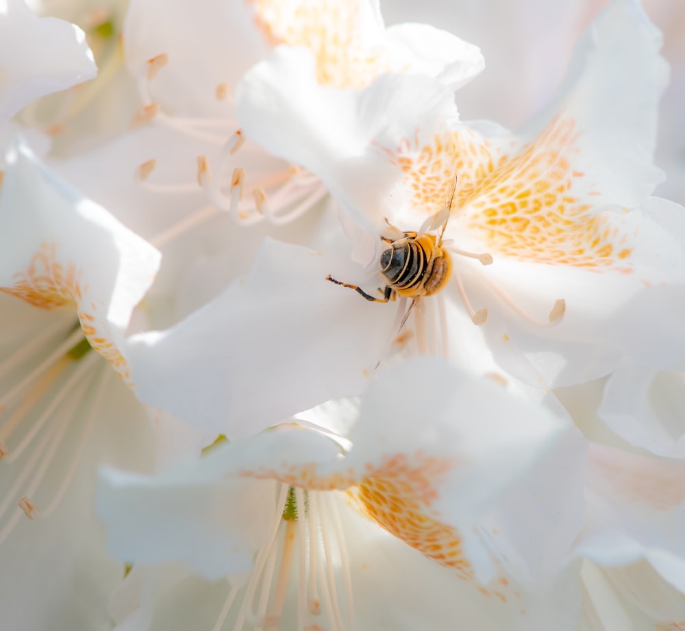 abeille noire et jaune sur fleur blanche