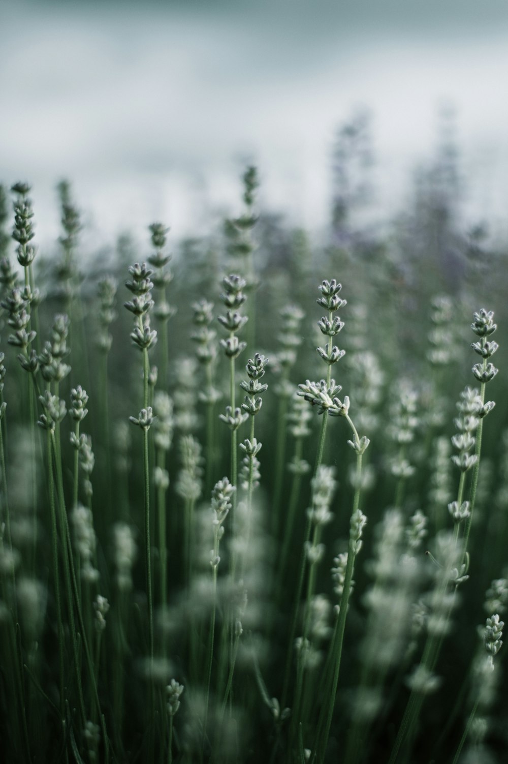 green grass field during daytime