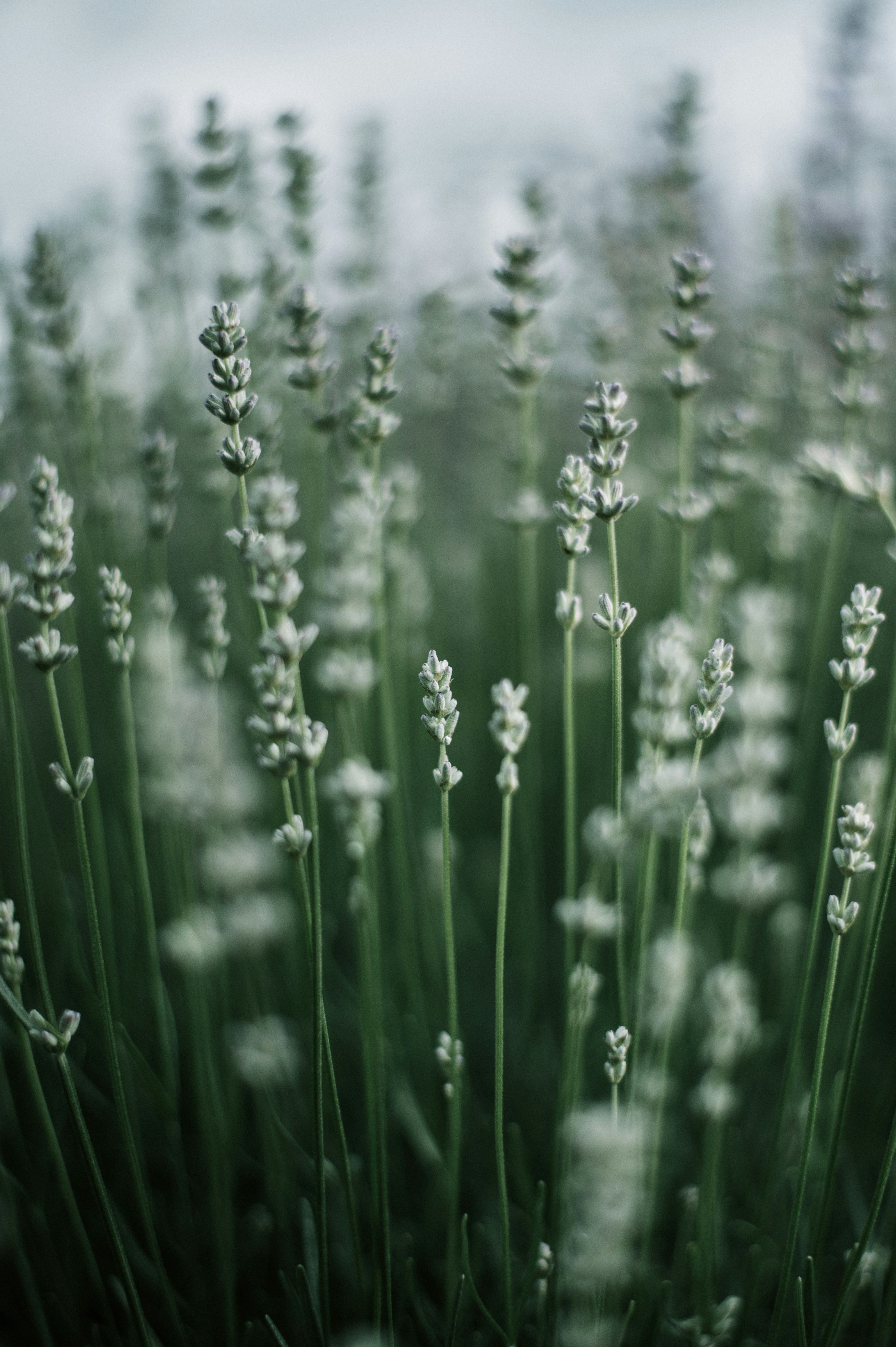 Photo by tamas_tuzeskatai