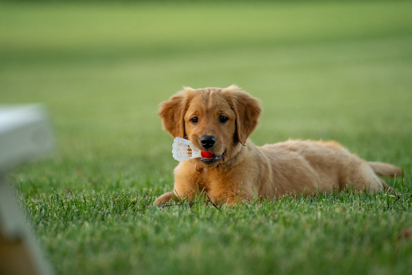 A young golden retriever lying contentedly on the grass of a home yard with a chew toy, relaxed in its own space