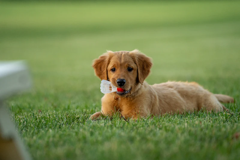 Bambino e cane insieme in casa