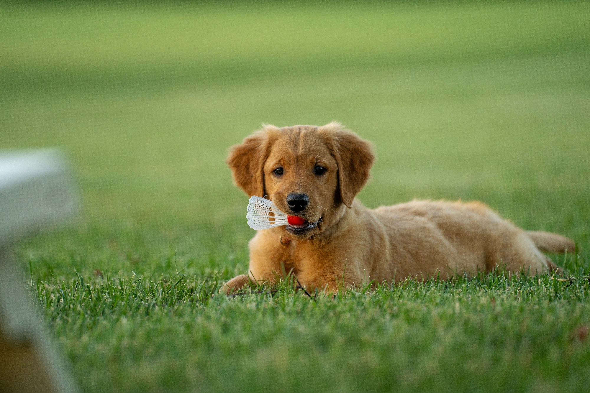 golden puppy enjoying the grass