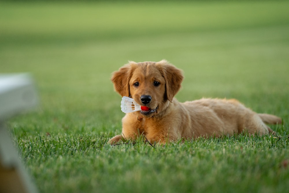 Ocurrir rociar consola Imágenes de cachorros | Descargar imágenes gratuitas en Unsplash