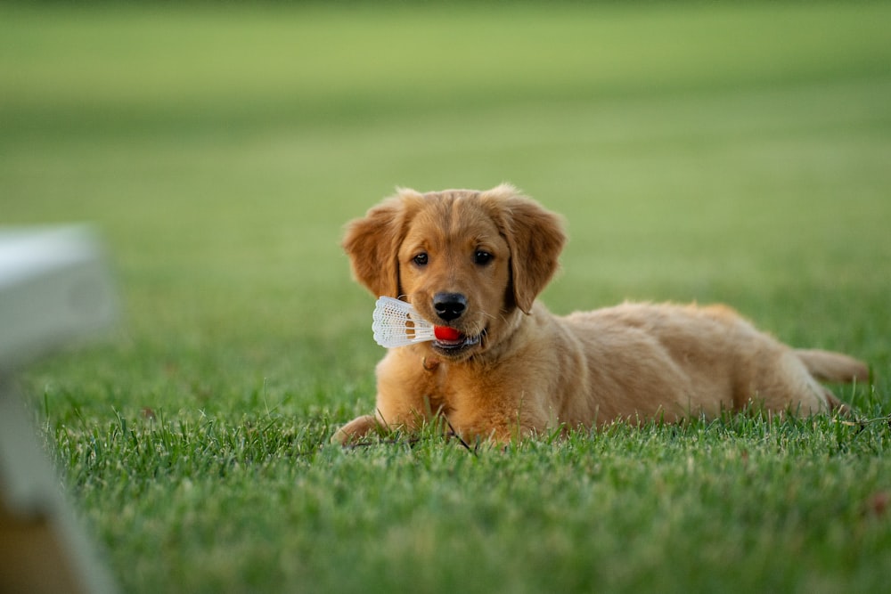 filhote de cachorro golden retriever no campo de grama verde durante o dia