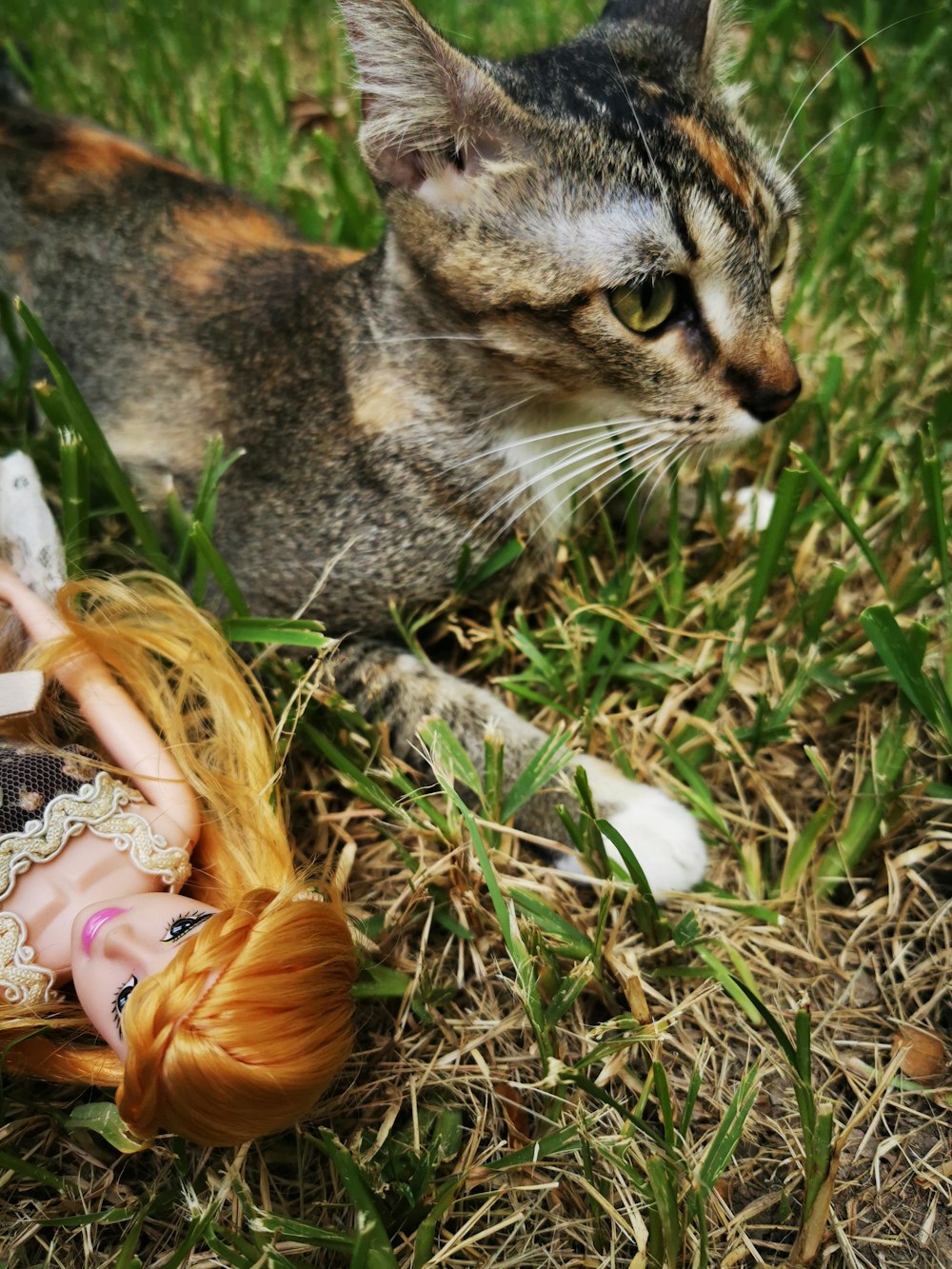 silver tabby cat on green grass