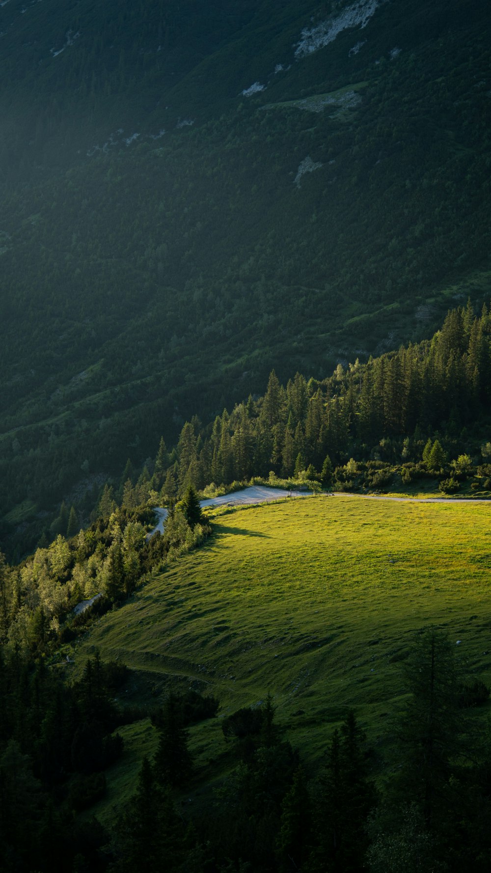 green trees on green grass field during daytime