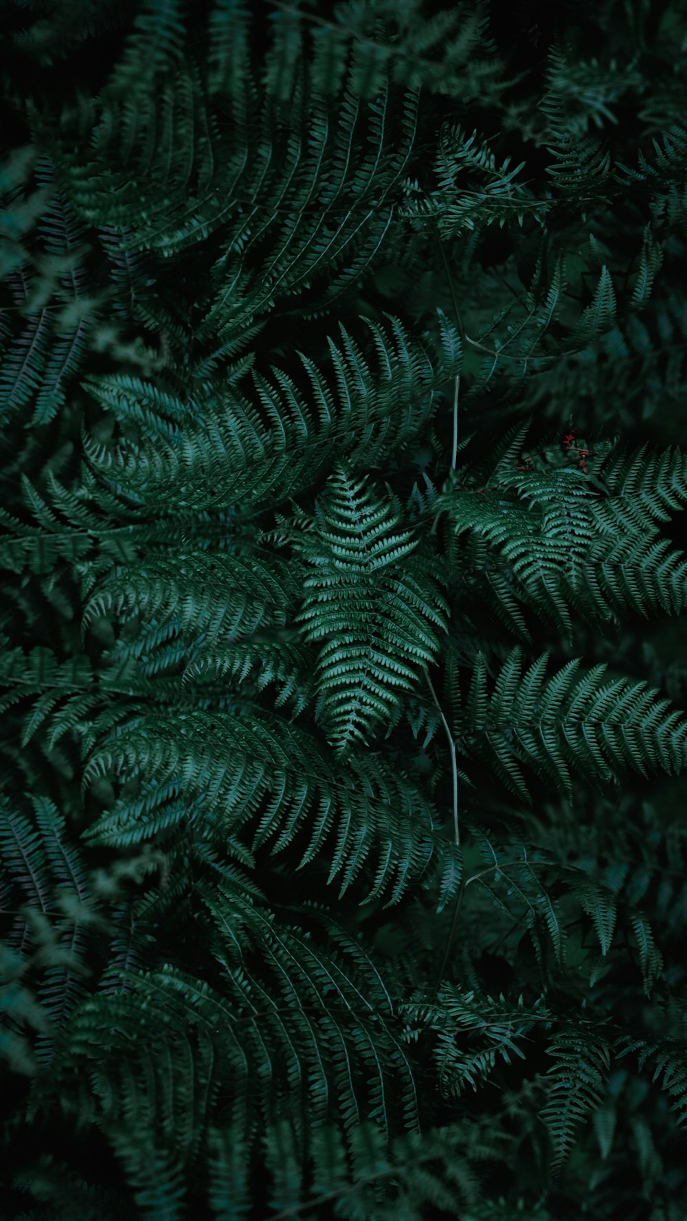 green fern plant in close up photography