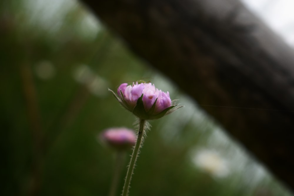 botão de flor rosa na lente tilt shift