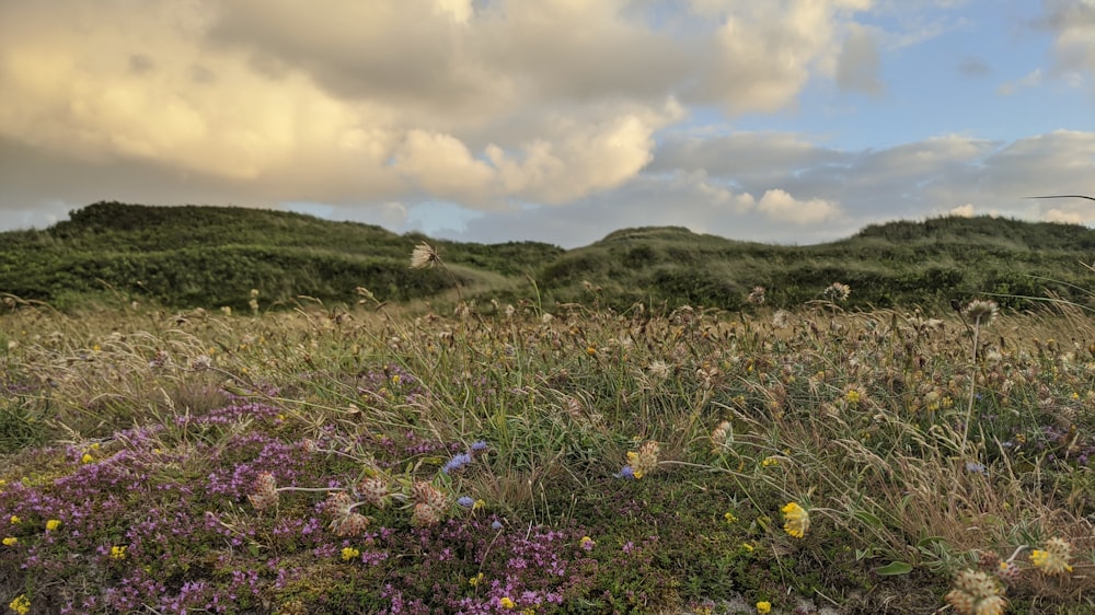 purple flower field under cloudy sky during daytime