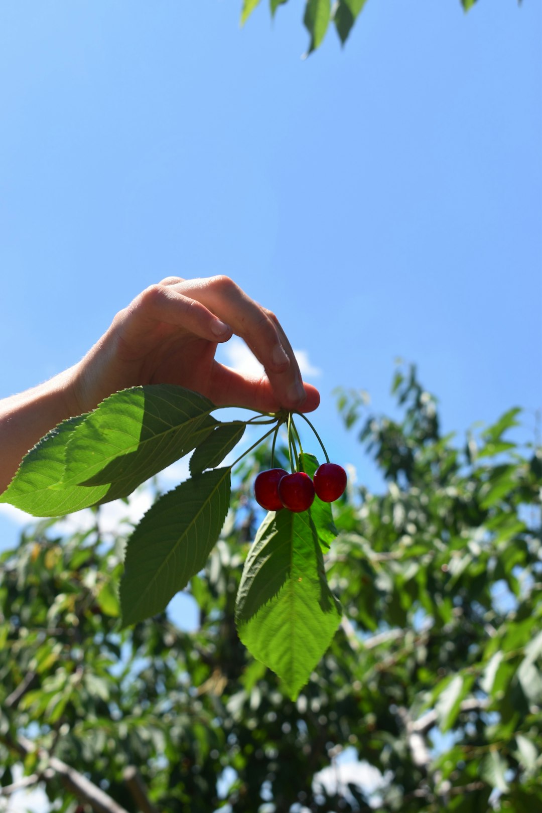 person holding red round fruits during daytime