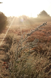 brown and green plants during daytime