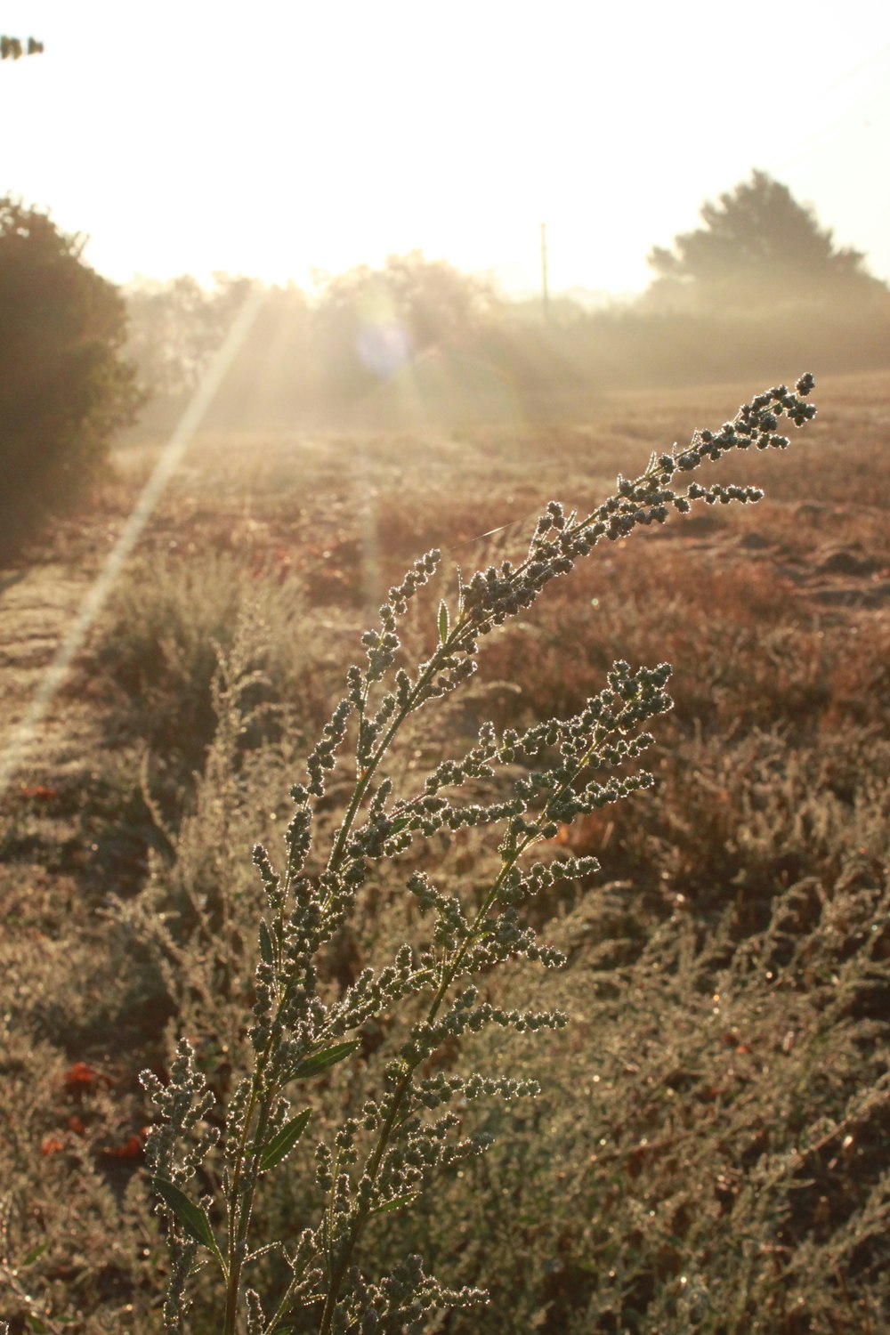 plantes brunes et vertes pendant la journée