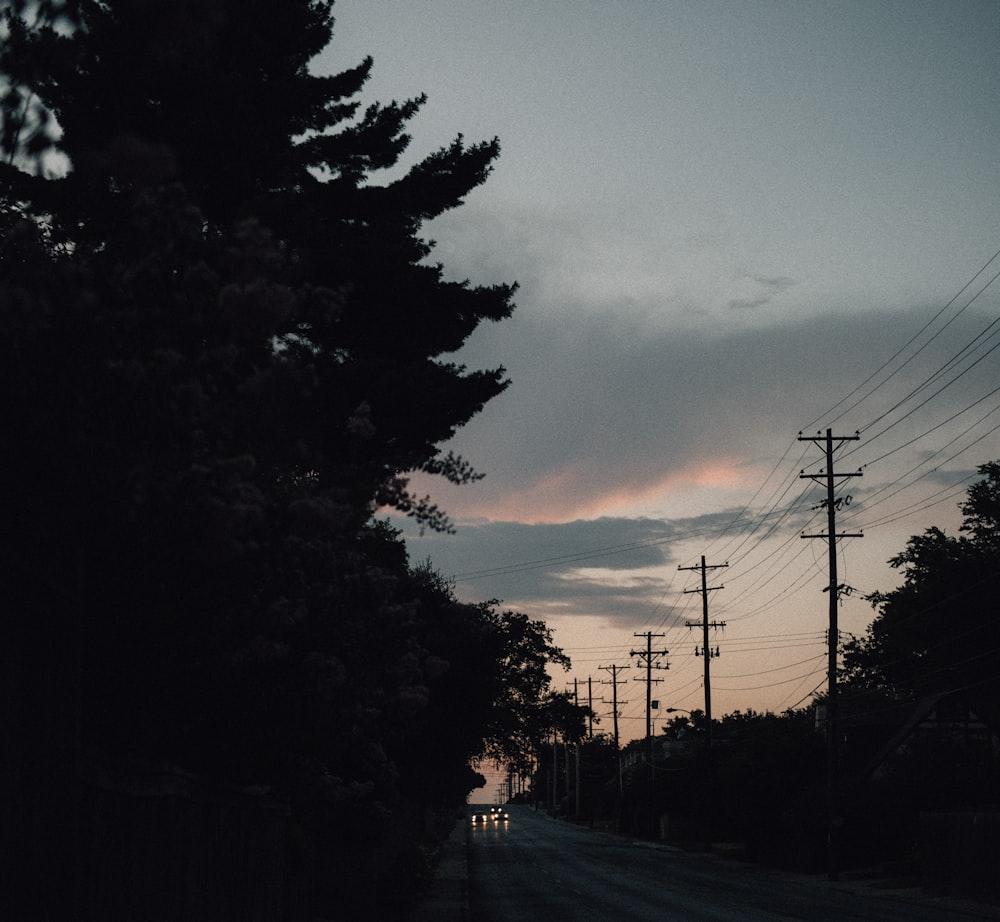 silhouette of trees during sunset