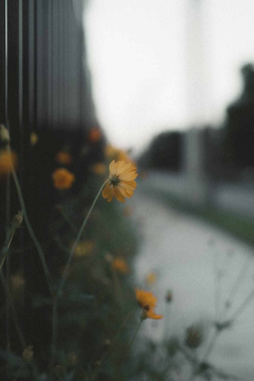 yellow flower in tilt shift lens