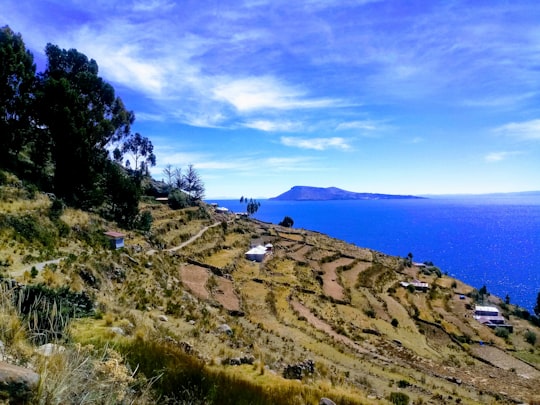 green trees on brown field near body of water under blue sky during daytime in Taquile Island Peru