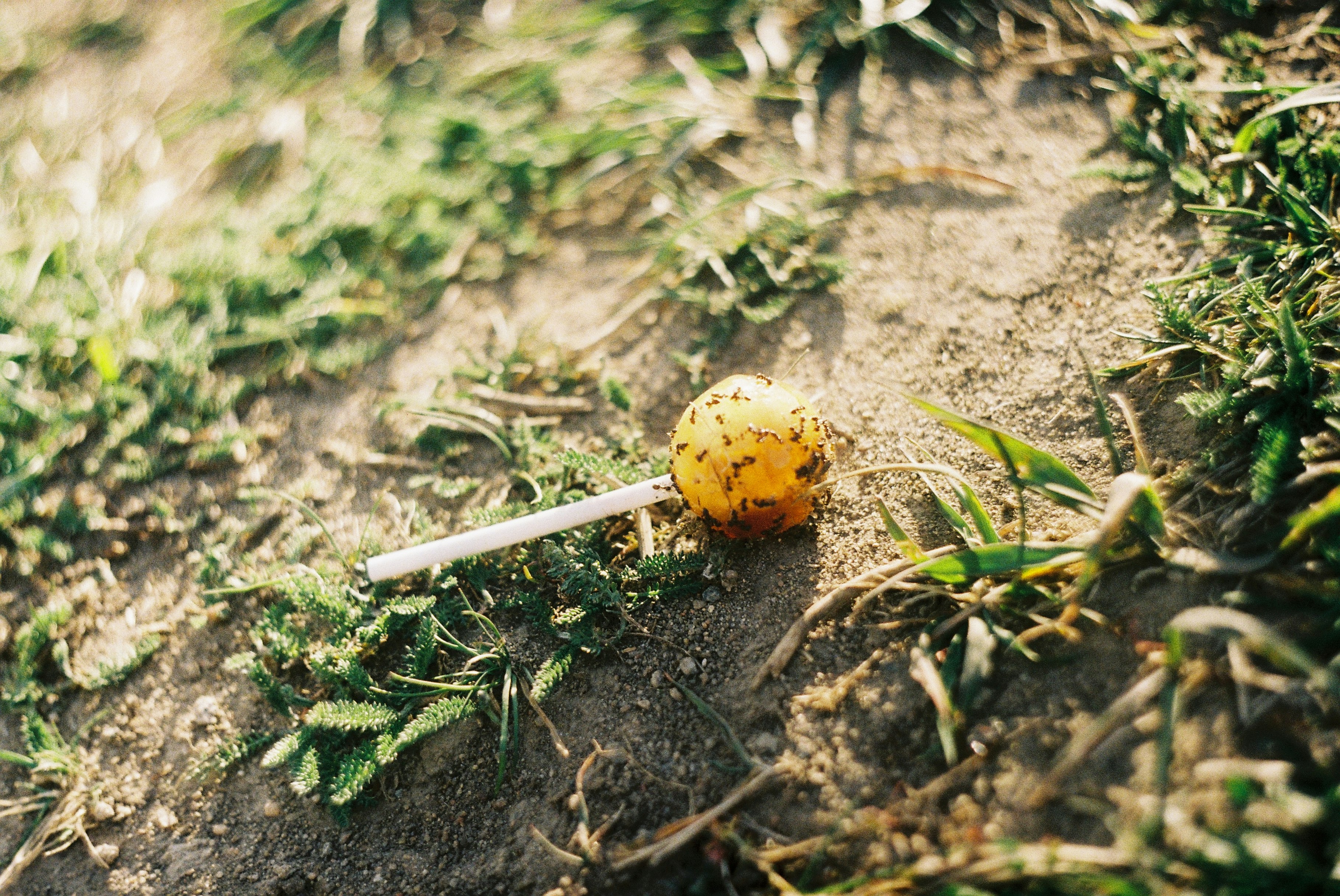 yellow and red fruit on ground