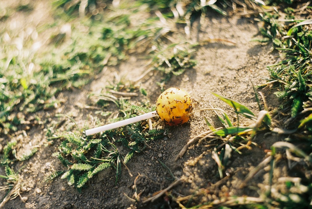 yellow and red fruit on ground