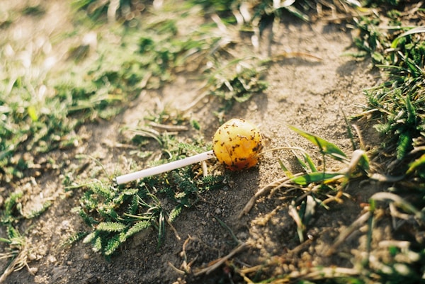 Yellow and red fruit on ground