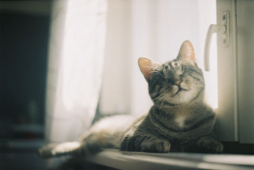 A serene tabby cat lounging on a windowsill, basking in warm sunlight with a contented gaze.