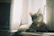 A happy tabby cat lounging comfortably on a sunny windowsill during a pet sitter's visit.