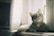 A joyful cat lounging on a sunny windowsill.