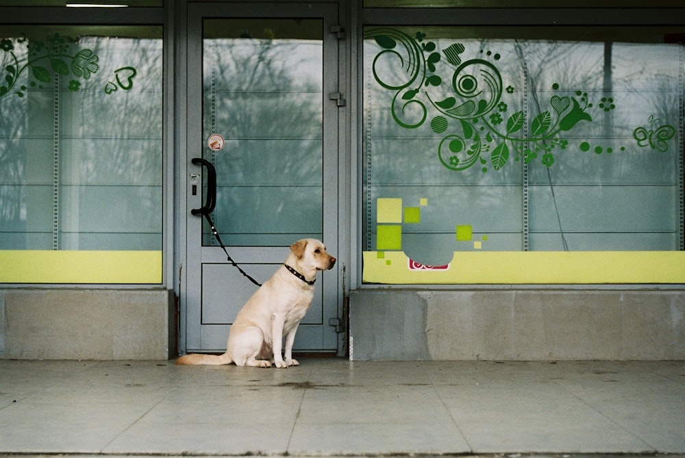 a dog sitting in front of a door with a leash