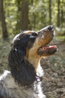 tricolor bernese mountain dog on green grass field during daytime