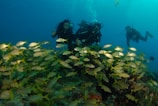 A group of scuba divers is swimming underwater, surrounded by a vibrant school of yellow and silver fish. The scene is set against a backdrop of deep blue water, with bubbles rising from the divers' equipment. The seabed is visible, covered with coral and marine plants.