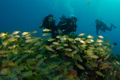 Group of divers participating in a marine environment workshop underwater.