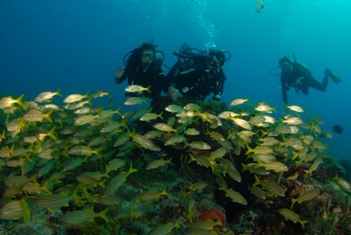 A group of scuba divers is swimming underwater, surrounded by a vibrant school of yellow and silver fish. The scene is set against a backdrop of deep blue water, with bubbles rising from the divers' equipment. The seabed is visible, covered with coral and marine plants.