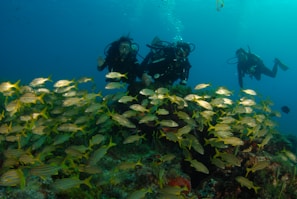 A group of scuba divers is swimming underwater, surrounded by a vibrant school of yellow and silver fish. The scene is set against a backdrop of deep blue water, with bubbles rising from the divers' equipment. The seabed is visible, covered with coral and marine plants.