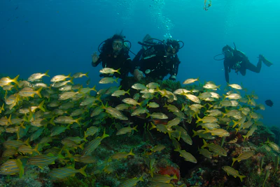Two divers in navy wetsuits swim alongside a colorful school of tropical fish.