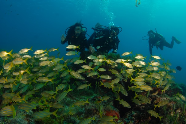A group of scuba divers is swimming underwater, surrounded by a vibrant school of yellow and silver fish. The scene is set against a backdrop of deep blue water, with bubbles rising from the divers' equipment. The seabed is visible, covered with coral and marine plants.