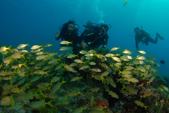 A group of scuba divers is swimming underwater, surrounded by a vibrant school of yellow and silver fish. The scene is set against a backdrop of deep blue water, with bubbles rising from the divers' equipment. The seabed is visible, covered with coral and marine plants.