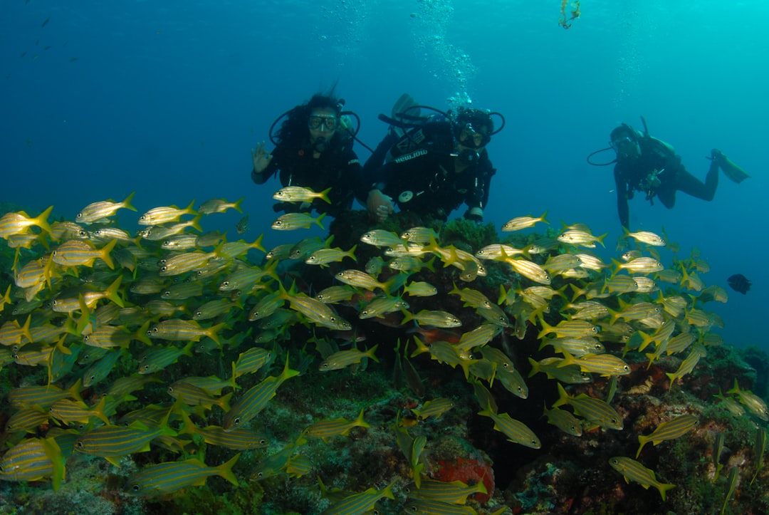 Scuba diving photo spot Fernando de Noronha Brasil