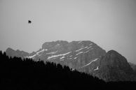 A dramatic black and white photograph of a mountain range with visible snow patches. A dense silhouette of trees forms the foreground, and a bird flies in the sky, adding a dynamic element.